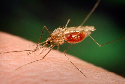 Malaria Nets Can't Stop New 'Super Mosquito'