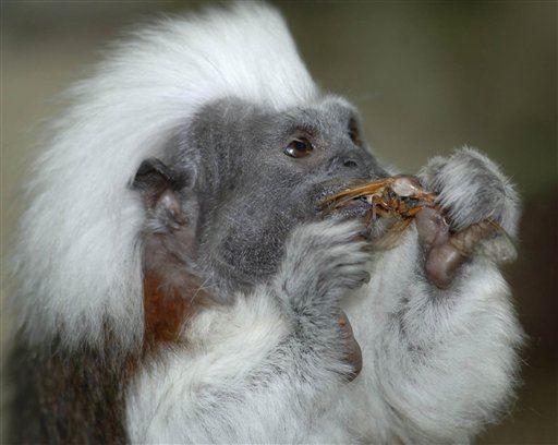 Zoo Accidentally Freezes Rare Monkeys to Death