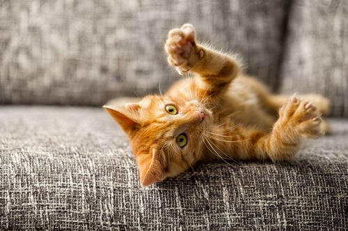 New York May Outlaw Declawing of Cats