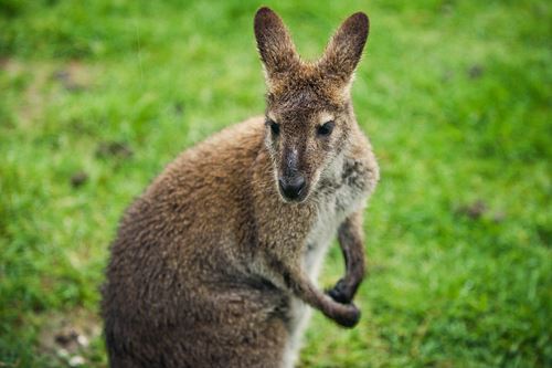 Missing Near Seattle: a Wallaby