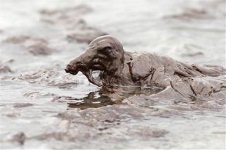 BP May Have to Pony Up $14B for Oil Spill