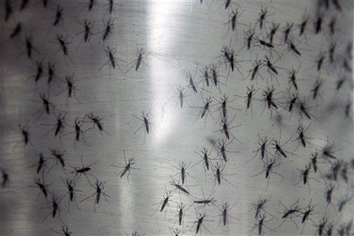 Next in GMO: Mosquitoes?