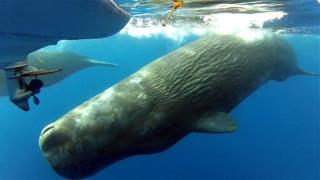 Diver Caught in Whale 'Poonado'