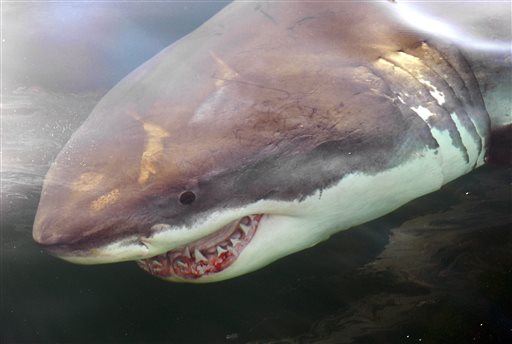'Huge, Huge Shark' Kills Australia Surfer