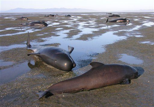 200 Whales Stranded on NZ Beach