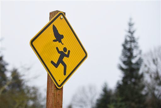 No Joke: New Signs at Park Warn of Angry Owls