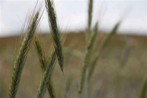 Wheat Discovery Rewrites Europe's Stone Age History