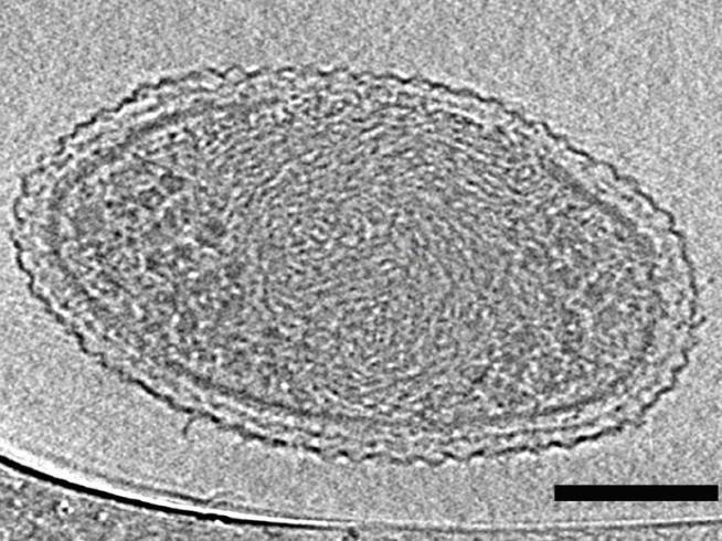 Behold, the Smallest Form of Life Ever Seen
