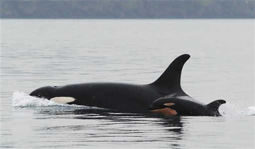 Why Killer Whales Live So Long After Menopause