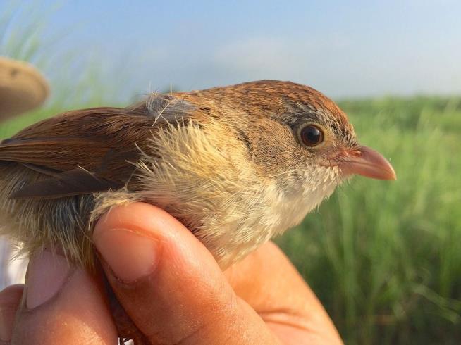 'Extinct' Bird Sings to Scientists in Burma