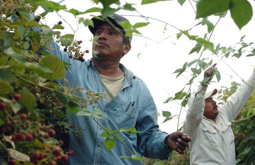 Farmworkers Strike, Putting Harvest at Risk