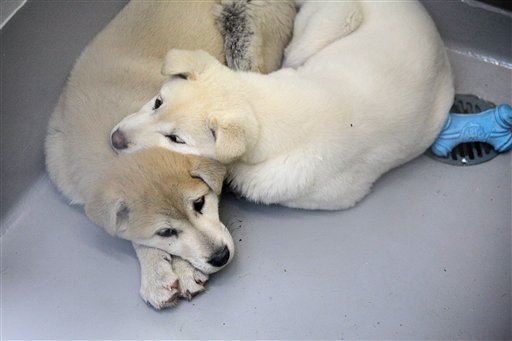 57 Dogs Saved From S. Korean Dog-Meat Farm