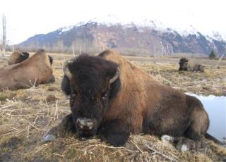 After 100 Years, Bison Back in Alaska