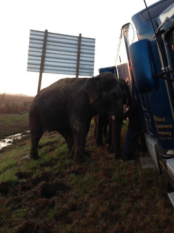 Elephants Rescue Stranded Truck in Louisiana