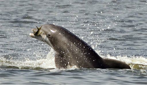 Porpoises Use Sound Like a Flashlight
