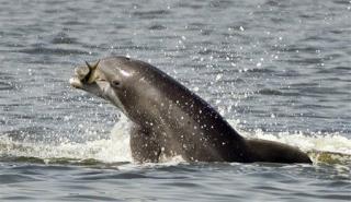 Porpoises Use Sound Like a Flashlight