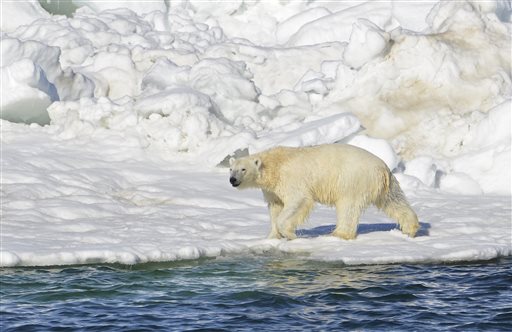 Polar Bears Will Struggle for Food on Land