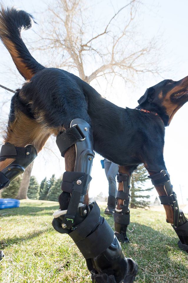 Quadruple Amputee Dog Can Walk Again