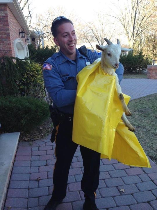 NJ Cops Bust 'Disorderly' Goat