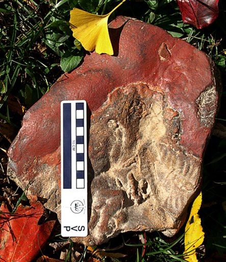 4-Year-Old's Big Find in Texas: a Dinosaur