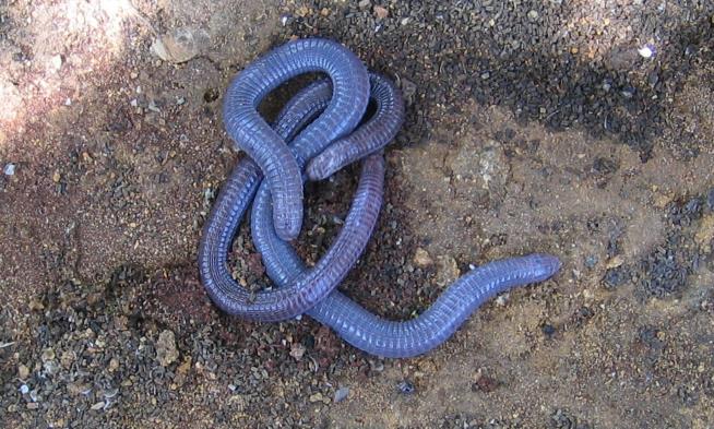 Worm Lizards Spread by Rafting From One Continent to Another