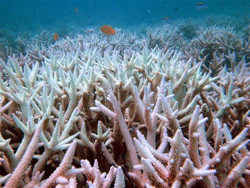 Worst Case for Oceans: Another 'Great Dying'