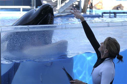 Grandma Sues SeaWorld Over Killer Whales