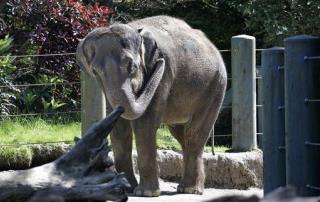 US Zoos to Let Their Elephants Die Out