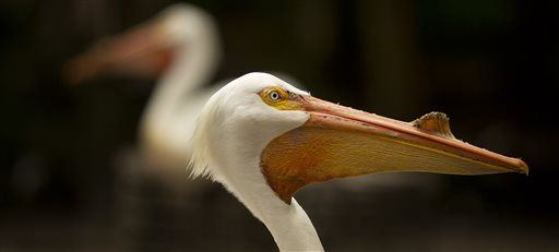 Hungry Pelicans Solve Lake's Goldfish Problem
