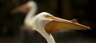 Hungry Pelicans Solve Lake's Goldfish Problem