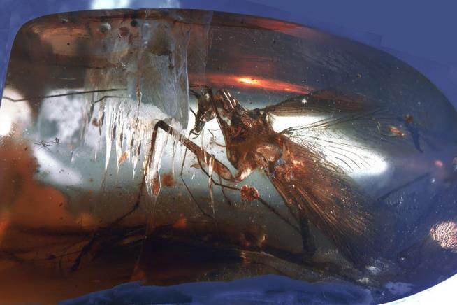 Dinosaur-Age Cockroach Was Fearsome Predator
