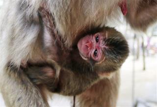 Japanese Zoo Sorry It Named Baby Monkey 'Charlotte'