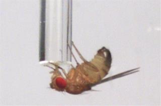 Fruit Flies May Experience Fear: Study