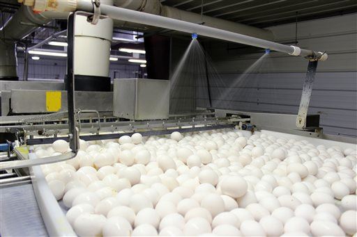 Bird Flu Fallout: Pricier Eggs, Piles of Dead Birds