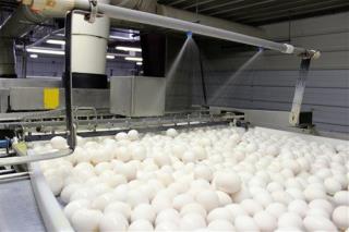 Bird Flu Fallout: Pricier Eggs, Piles of Dead Birds
