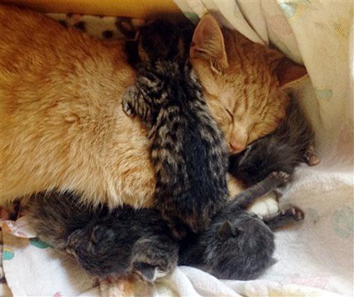 Abandoned Kittens' New Mom: Male Cat With Brain Disorder
