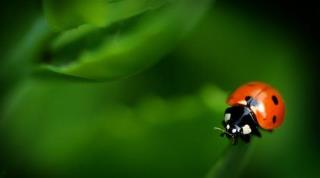 Senior Prank Involving 72K Ladybugs Ends Poorly