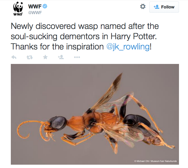 Wasp's Scary Name Inspired by Harry Potter