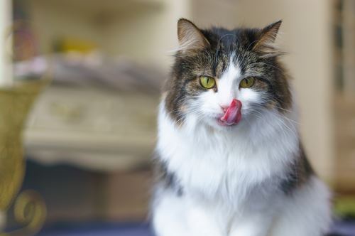 Cat Lick Blamed for Woman's Blindness