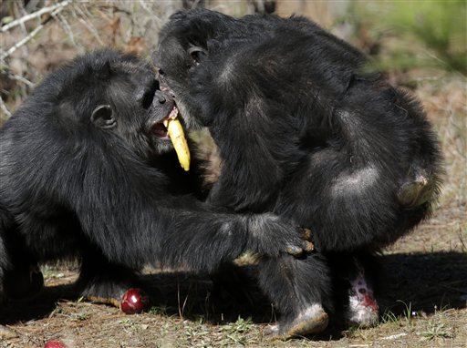 Chimpanzees Want to Cook Their Food