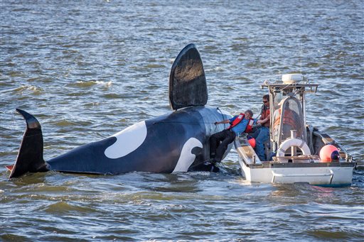 Oregon's Fake Orca Goes Belly-Up