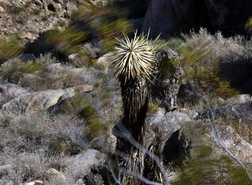 Withering in Relentless Drought: the Joshua Tree