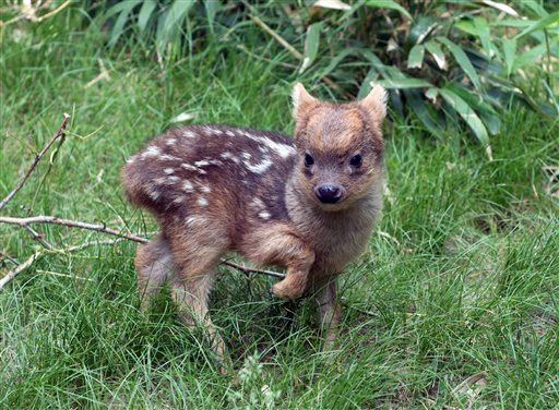World's Tiniest Deer Species Gets New Member