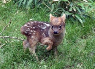 World's Tiniest Deer Species Gets New Member