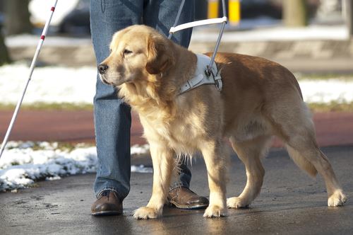 Hero Guide Dog Throws Self at Bus to Save Owner