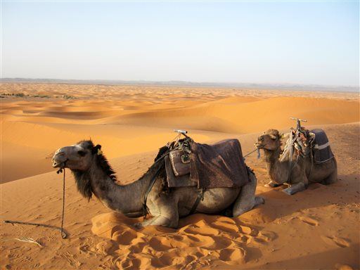 Keep MERS Away by Laying Off the Camel Pee: WHO