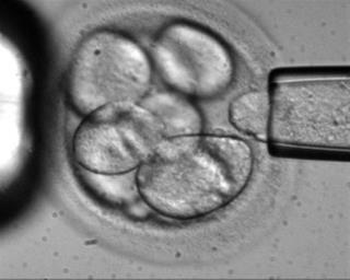 Court: Woman Can Use Embryos Over Ex's Objections