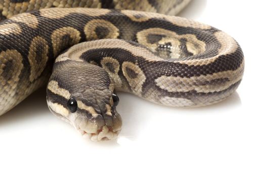 7 Stolen Rare Pythons May Die If Not Returned: Owner
