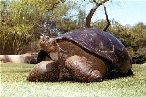 Calif. Zoo Puts Down 150-Year-Old Tortoise