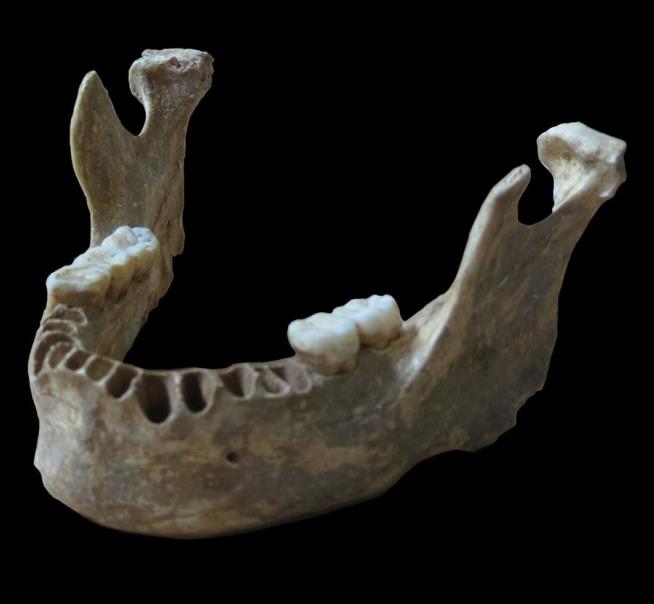 Jawbone Lifts Lid on Human-Neanderthal Sex